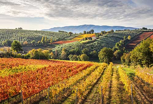 Umbria terra di... vini