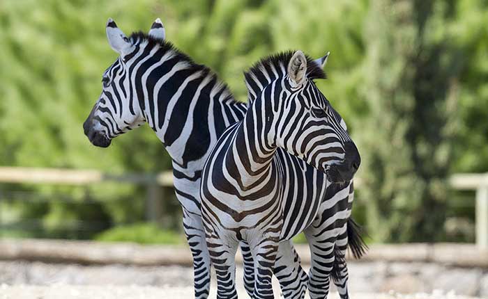 Vacanza natura per famiglie 5 giorni: Leo Wild Park Todi, visita azienda agricola, tour Assisi e Bosco di San Francesco, bene FAI. Tutto natura per famiglie - Umbria my love