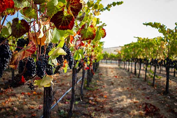 E-bike tour e wine tasting filari di uva Sagrantino nei vigneti di Montefalco e Bevagna. Umbria my Love