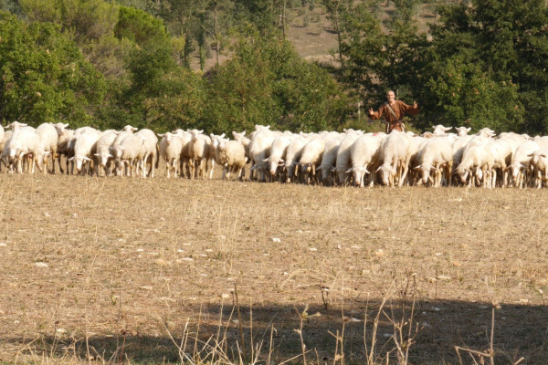 Experience alla Fattoria Etrusca. Il frate cercatore tra le pecore allo stato brado. Esperienze Umbria my Love