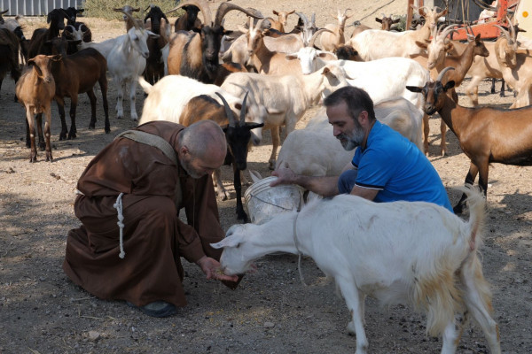 Experience alla Fattoria Etrusca con animali allo stato brado: pecore, capre e mucche. Esperienze Umbria my Love