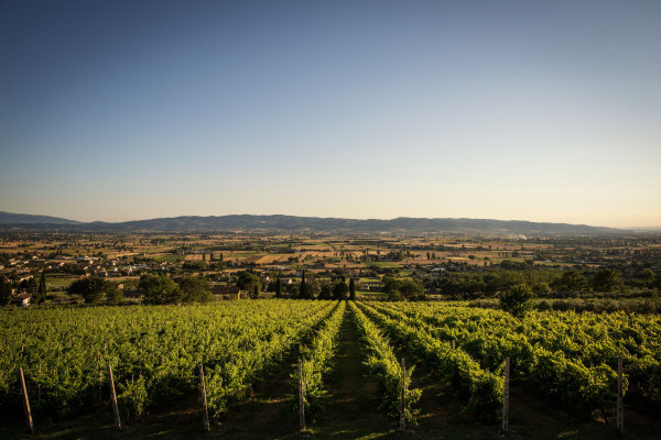 Escursione in bicicletta lungo la Via degli Olivi sito di interesse UNESCO. Umbria my Love