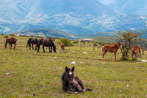 Tour in eBike itinerario nella natura da Assisi a Spello, cavalli al pascolo sul Monte Subasio. Umbria my Love