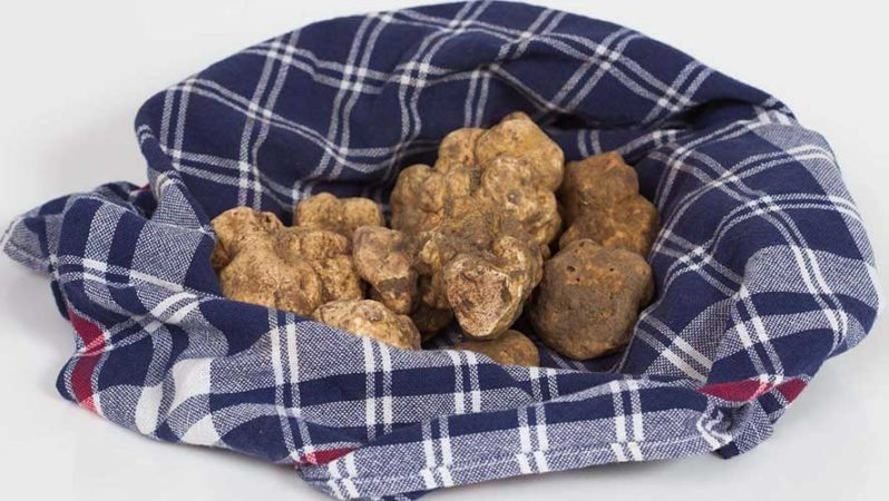 Una settimana in Umbria esperienza Caccia al Tartufo con pranzo. Vivere a Poggiovalle Umbria my Love