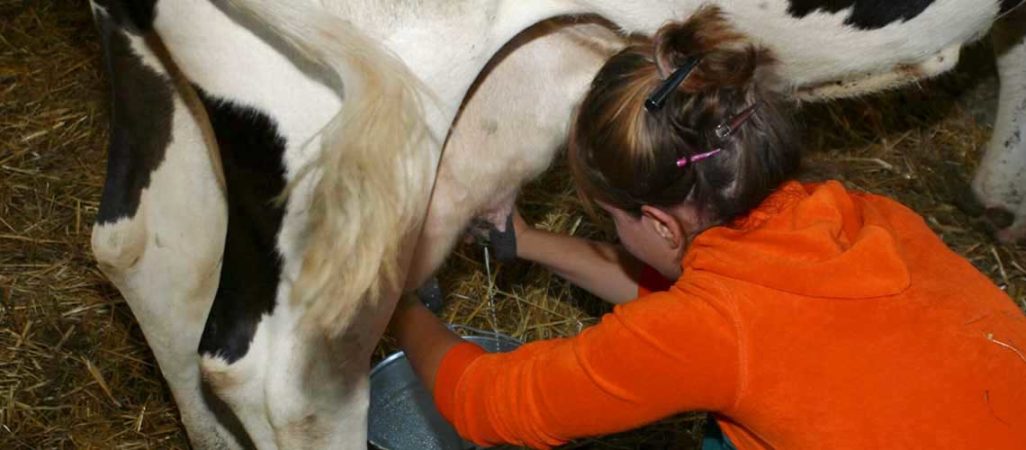 Una settimana in Umbria esperienza in caseificio con mungitura delle mucche. Vivere a Poggiovalle Umbria my Love