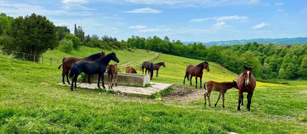 Vacanza in bici per famiglie con bambini visita in fattoria cavalli al pascolo. Green Experience Family Umbria my Love